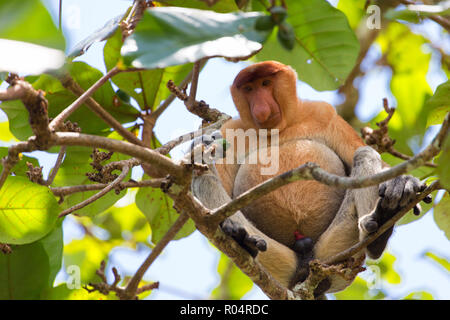 Proboscis monkey climbing tree branches in the wild Borneo jungle Stock Photo