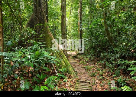 Deep jungle in the Bako national park, Malaysia, Borneo Stock Photo