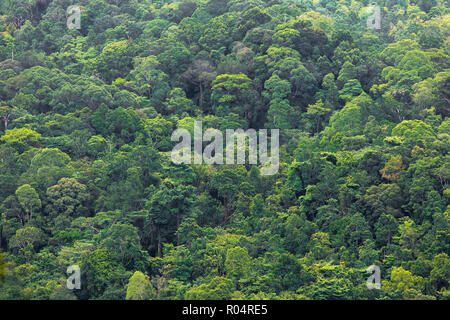 Tropical rainforest in the kubah national park, Malaysia, Borneo Stock Photo