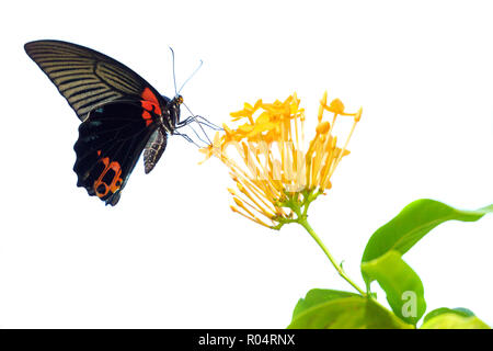 Tropical butterfly Papilio Memnon Agenor gathering pollen on Ixora Coccinea flower, isolated on white Stock Photo