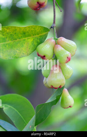 Unripe Malay rose apple fruits, aka Jambosa, hanging on the tree, Thailand Stock Photo