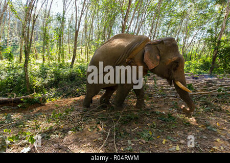 Elephant pulling a tree with chains, helping the workers to harvesting the rubber tree forest in Thailand Stock Photo