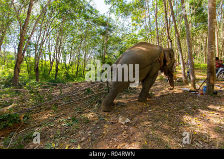 Elephant pulling a tree with chains, helping the workers to harvesting the rubber tree forest in Thailand Stock Photo