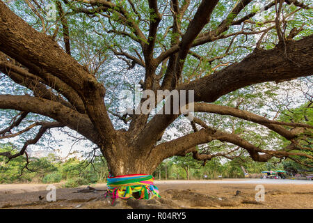 Giant tree in Kanchanaburi province, Thailand Stock Photo - Alamy