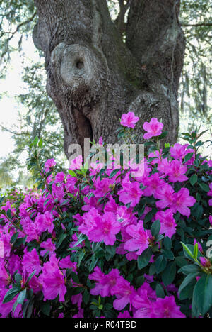 Flowering azaleas growing around a massive old Live Oak tree in the springtime. Stock Photo