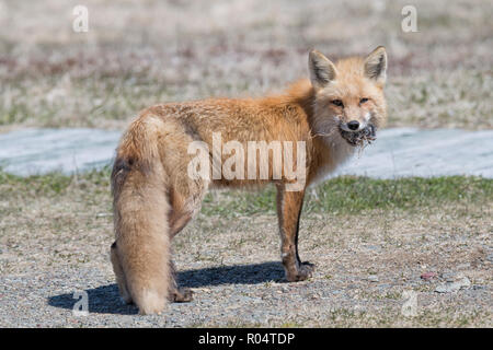 Red fox female carrying a vole she caught in her mouth Cape St. Mary's, Newfoundland Stock Photo