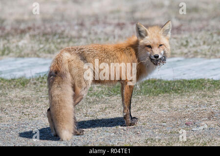 Red fox female carrying a vole she caught in her mouth Cape St. Mary's, Newfoundland Stock Photo