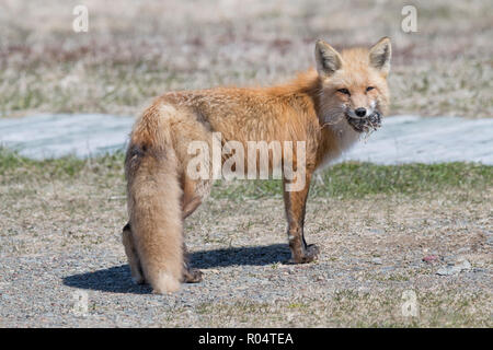 Red fox female carrying a vole she caught in her mouth Cape St. Mary's, Newfoundland Stock Photo
