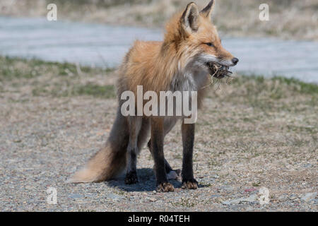 Red fox female carrying a vole she caught in her mouth Cape St. Mary's, Newfoundland Stock Photo