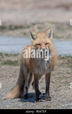 Red fox female carrying a vole she caught in her mouth Cape St. Mary's, Newfoundland Stock Photo