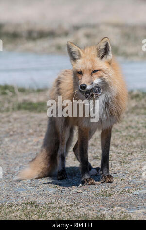 Red fox female carrying a vole she caught in her mouth Cape St. Mary's, Newfoundland Stock Photo