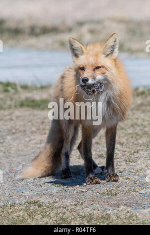 Red fox female carrying a vole she caught in her mouth Cape St. Mary's, Newfoundland Stock Photo