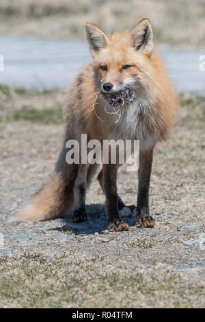 Red fox female carrying a vole she caught in her mouth Cape St. Mary's, Newfoundland Stock Photo