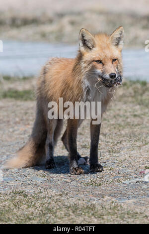 Red fox female carrying a vole she caught in her mouth Cape St. Mary's, Newfoundland Stock Photo
