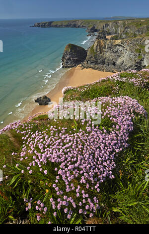 Thrift flowering on the clifftops near Bedruthan Steps on the North Cornish coast, Cornwall, England, United Kingdom, Europe Stock Photo