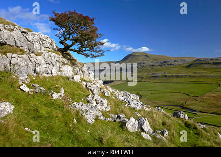 A lone tree on Twistleton Scar with Ingleborough in the distance, Yorkshire Dales National Park, North Yorkshire, England, United Kingdom, Europe Stock Photo