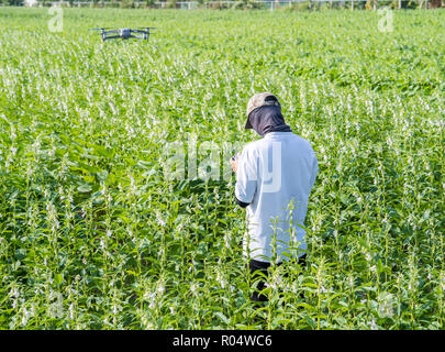 A young technician farmer is using remote control navigating drone tracing the farm to monitor the growth of sesame crops in the morning, Technology 4 Stock Photo