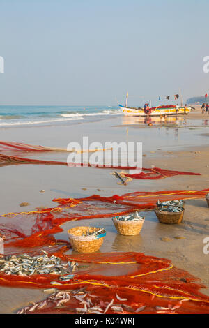 Men fishing with net, Colva Beach, Goa, India, Asia Stock Photo