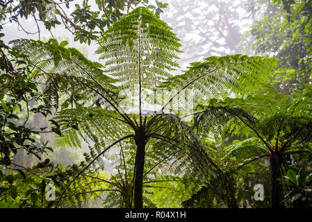 Monteverde Cloud Forest Reserve, Puntarenas, Costa Rica, Central America Stock Photo