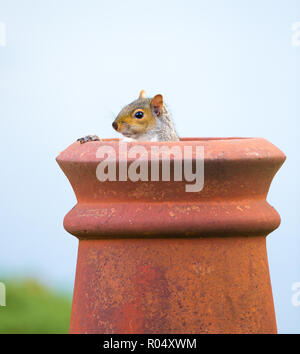 Kidderminster, UK. 1st November, 2018. UK weather: wildlife finds a warm spot on a cold, autumnal day. This funny, humorous UK grey squirrel (Sciurus carolinensis) finds cheeky shelter here, hiding isolated in a garden chimney pot and peeping out of the top! Credit: Lee Hudson/Alamy Live News Stock Photo