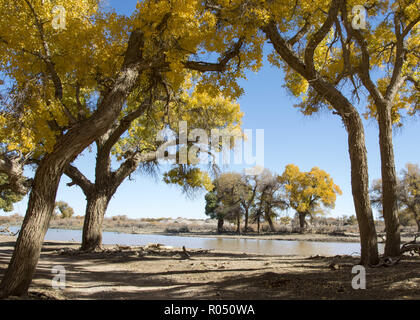 Inner Mongolia, Inner Mongolia, China. 1st Nov, 2018. Inner Mongolia, CHINA-Autumn scenery of populus forest in north ChinaÃ¢â‚¬â„¢s Inner Mongolia. Credit: SIPA Asia/ZUMA Wire/Alamy Live News Stock Photo