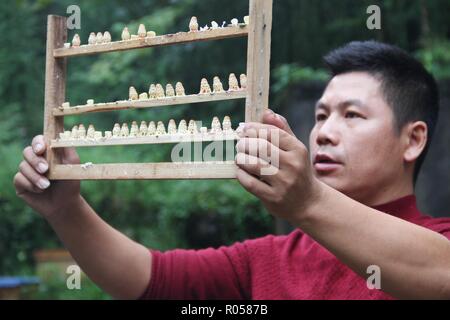 (181102) -- ENSHI, Nov. 2, 2018 (Xinhua) -- A worker of the bee breeding cooperative established by Yao Jun observes the newly bred queen bees in Laifeng County of Enshi Tujia and Miao Autonomous Prefecture, central China's Hubei Province, Sept. 19, 2018. Yao Jun, 31, is a bee farmer in Enshi. He established a bee breeding cooperative in 2008 and succeeded in large scale breeding of honey bees. The cooperative now has over 120 households of bee farmers and over 20,000 beehives. Yao also established a training school to popularize his techniques, helping more villagers get rid of poverty throug Stock Photo