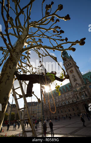 Hamburg, Germany. 02nd Nov, 2018. Secured with ropes, a tree keeper trims the trees at the town hall market in front of the town hall. Credit: Christian Charisius/dpa/Alamy Live News Stock Photo