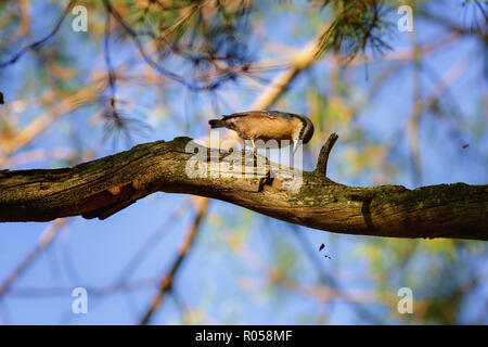 Burley-in-Wharfedale, West Yorkshire, UK. 2nd November 2018. UK Weather:Nuthatch busy finding food by hammering bark off a tree in the autumn chill. Credit: Rebecca Cole/Alamy Live News Stock Photo