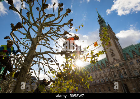 Hamburg, Germany. 02nd Nov, 2018. Secured with ropes, arborists prune the trees at the town hall market in front of the town hall. Credit: Christian Charisius/dpa/Alamy Live News Stock Photo