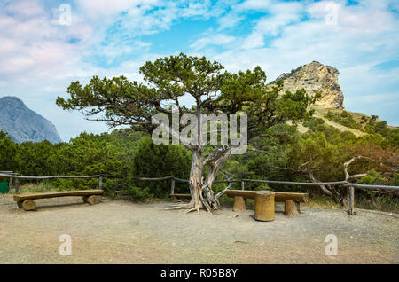 Juniper tree in the mountains, Sudak district, Crimea Stock Photo