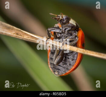 Ladybug macro photography posing Stock Photo