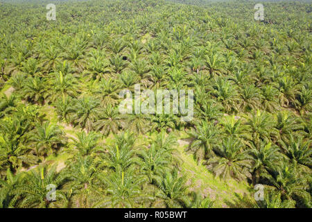 Palm oil plantation in Sabah Malaysia Borneo. Stock Photo