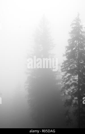 Vague silhouettes of two Norway spruces, Picea abies, vanishing in the mist Stock Photo