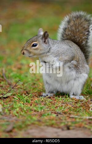 Portrait of a grey squirrel sitting on the grass Stock Photo