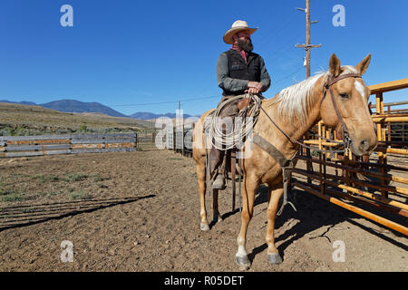 RED LODGE, MONTANA, September 21, 2018 : Mounted cowboy rassemble herd of cows to load big trucks, to conduct them to Nebraska for the winter. Stock Photo