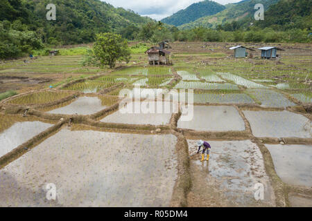 Paddy field in rural Sabah Malaysia Borneo Stock Photo