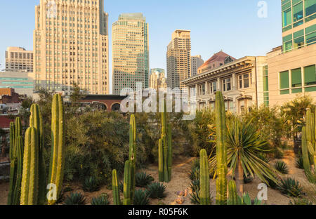 Agaves garden in the rooftop park at  Salesforce Transit Center, with the San Francisco high rise in background, California, United States, at sunrise. Stock Photo