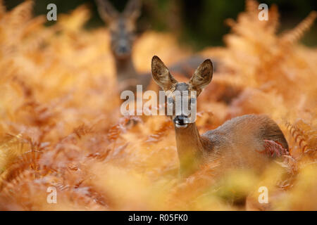 Roe deer in golden autumnal bracken