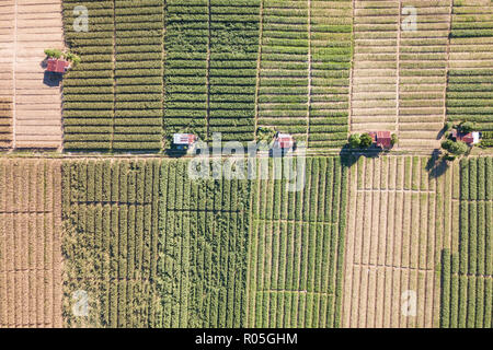 An aerial drone view of vegetable farm in Sabah Malaysia Borneo Stock Photo