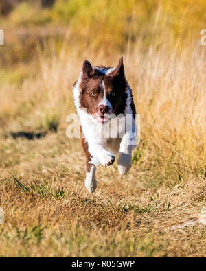 Border Collie dog running outside in a park near Salida; Colorado; USA Stock Photo