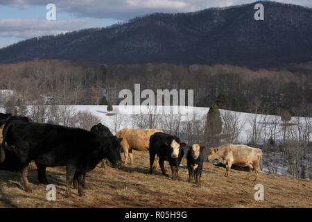 Cows posing for the camera in rural Virginia. Wintertime in Virginia's Blue Ridge Mountains, USA. Stock Photo