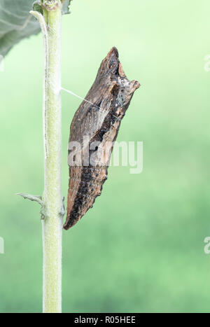 Tiger swallowtail (Papilio) butterfly chrysalis - Macro side view on a soft green background Stock Photo
