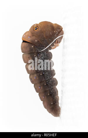 Tiger swallowtail caterpillar changing into a chrysalis, on a plain white background Stock Photo