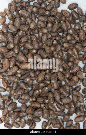 Mason bee cocoons in a pile Stock Photo