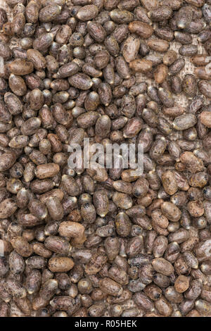 Mason bee cocoons in a pile Stock Photo