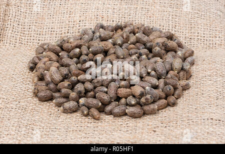 Mason bee cocoons in a pile Stock Photo