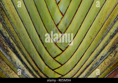 Traveller's tree detail Stock Photo