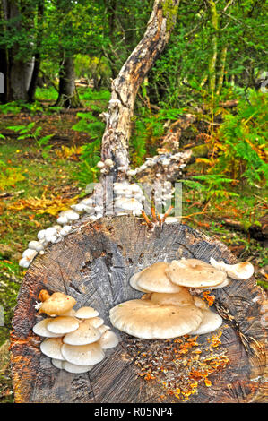 Porcelain Mushroom on dead tree (Oudemansiella mucida) Stock Photo