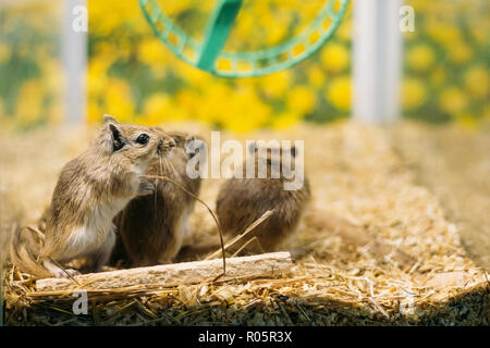 Meriones unguiculatus, the Mongolian jird or Mongolian gerbil is a rodent belonging to subfamily Gerbillinae Stock Photo