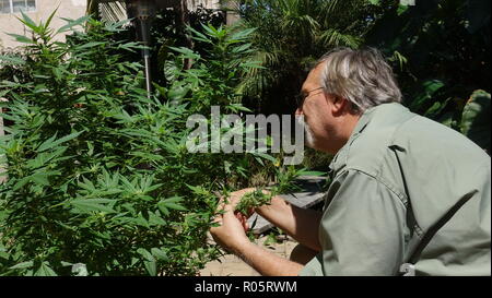 Older man cultivating medical marijuana plant in his backyard in California, removing some leaves to encourage bud Stock Photo